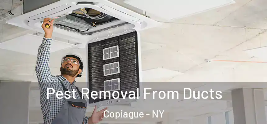 Pest Removal From Ducts Copiague - NY